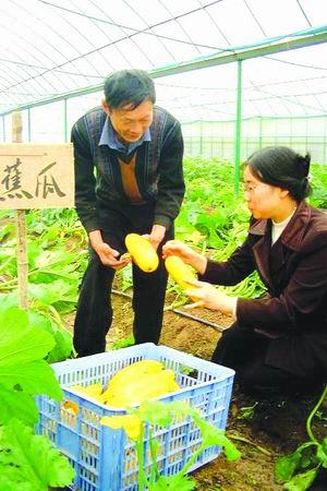 新闻频道 国内新闻 时政·四川 遂宁日报  截至2004年底,全市蔬菜种植